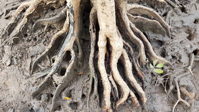 Mangrove tree roots