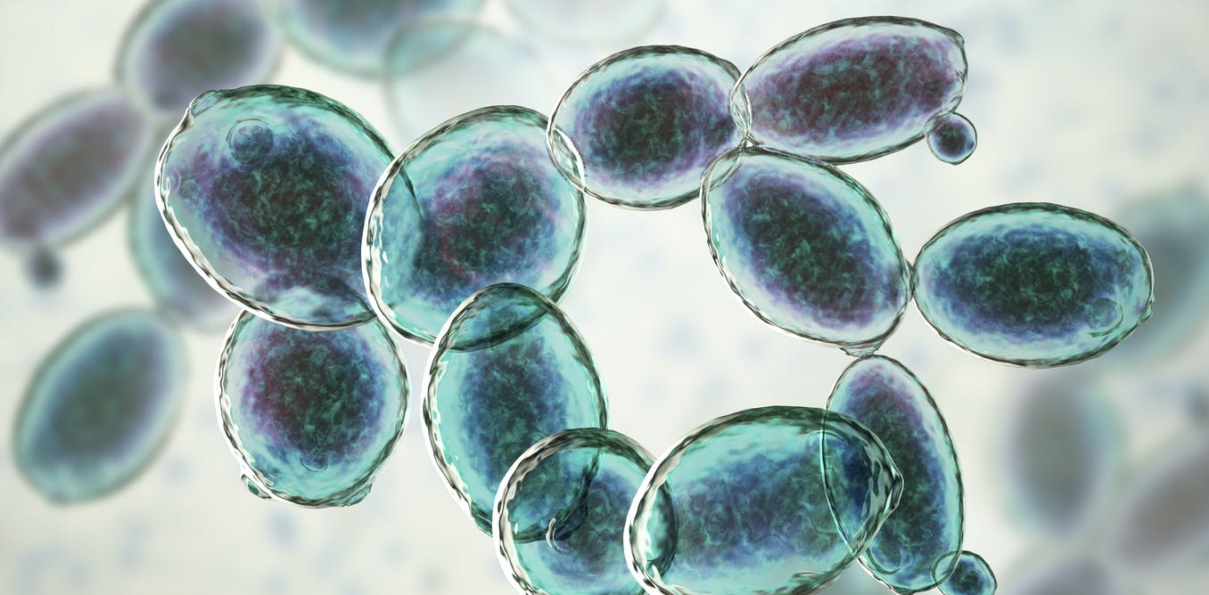 3D render of yeast cells